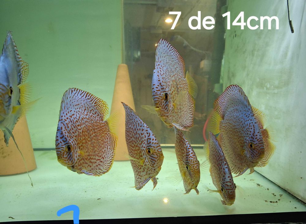 Discus poisson 