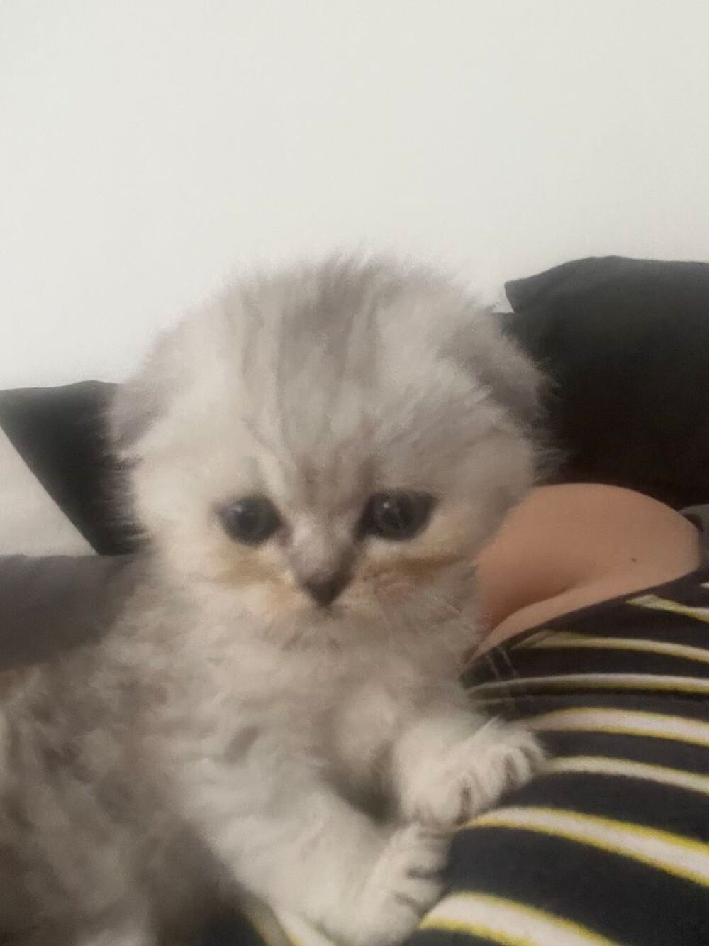   Magnifique chaton Scotisch fold 