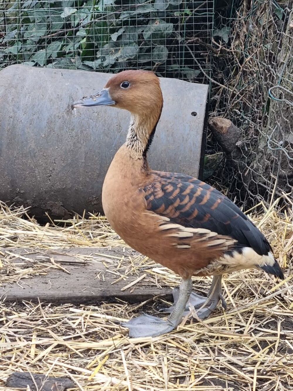   Canard et cane 