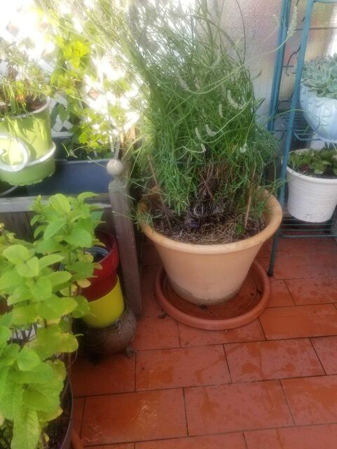 deux pots en terre remplis de lavande H30cms diam�tre 45 cms 60 Marly-le-Roi (78)