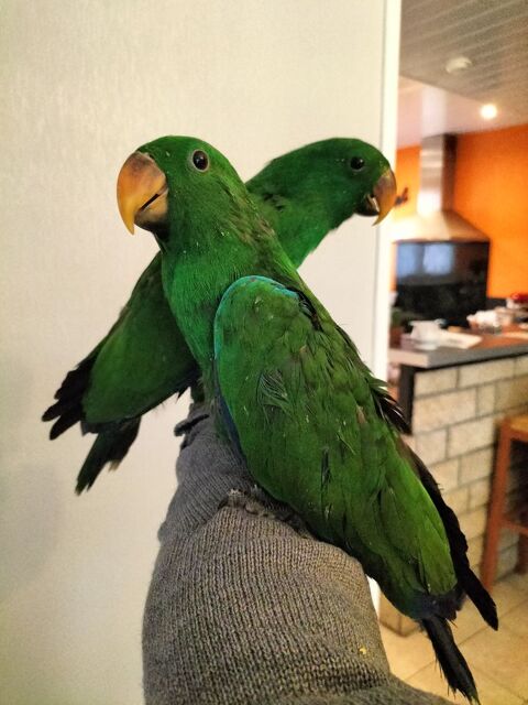 Perroquet eclectus n&eacute; le 17 d&eacute;cembre 800 29820 Guilers