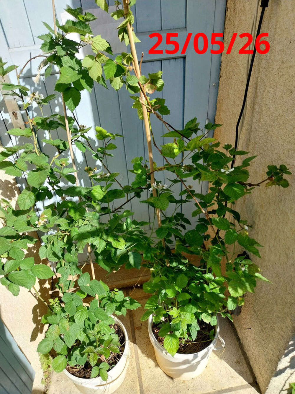 Figuier + Murier Jardin