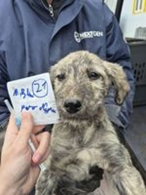   Nilam à l'adoption 