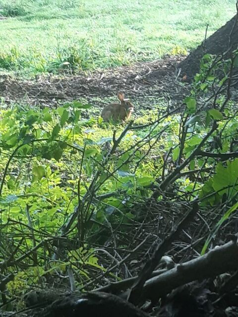 Lapins de garenne 29710 Ploz�vet