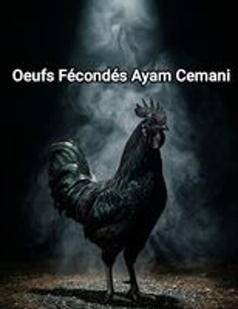   Ayam Cemani oeufs fécondés  