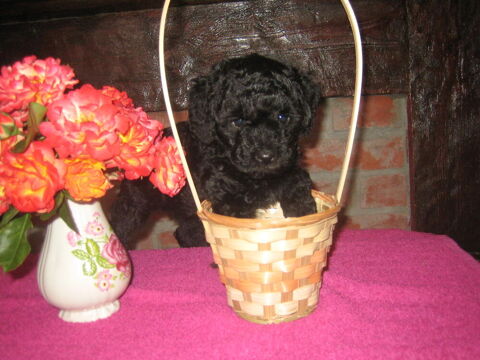 Chiot Caniche Toy noir ( A reserve ))
1500 59400 Cambrai