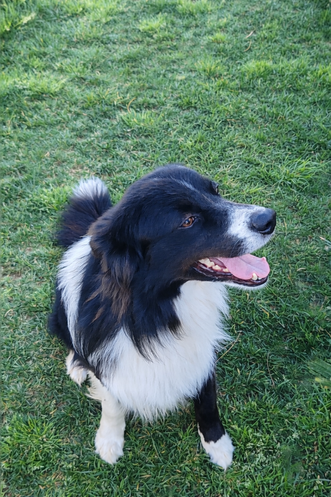 Donne chien berger australien 0 11130 Sigean