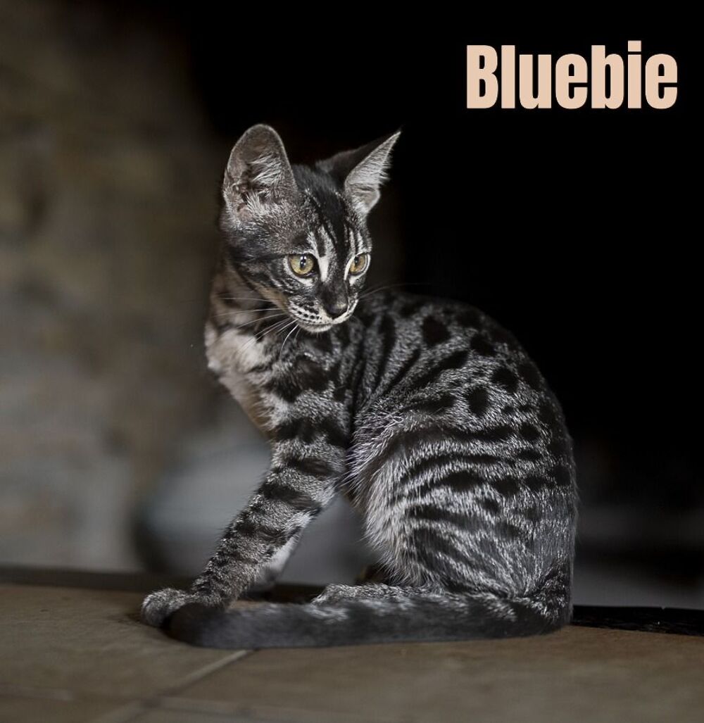   Chaton femelle Bengal LOOF née le 14/03/2026 