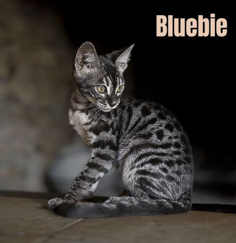 Chaton femelle Bengal LOOF n&eacute;e le 14/03/2026 600 12390 Auzits