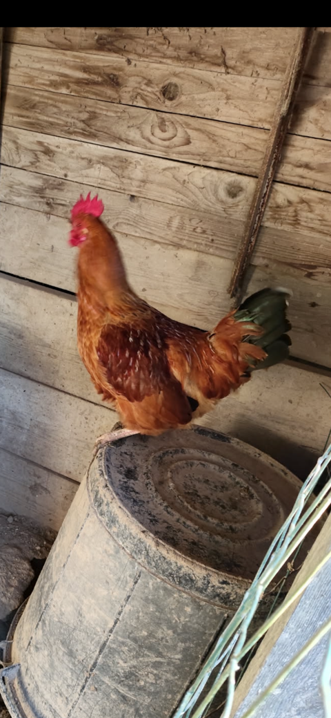 Superbe coq demi nain 6 mois 15 82290 Montbeton