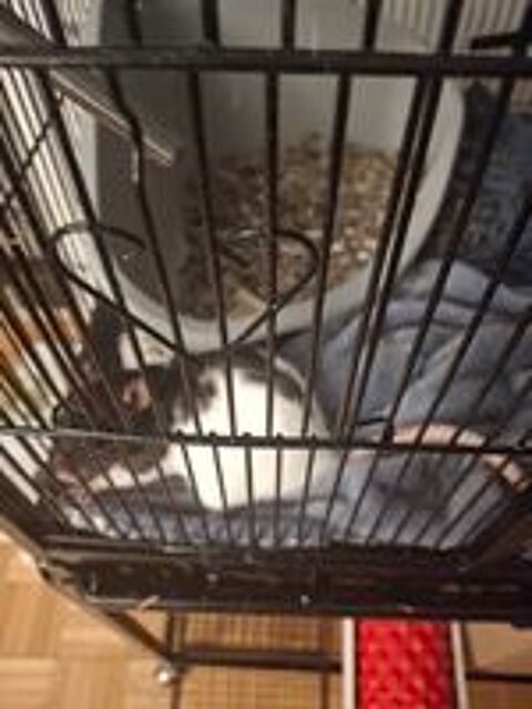   Deux rates acheter dont j'ai du mal  m'occuper  