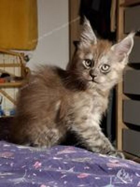   Chaton black smoke, fils de triple champion 