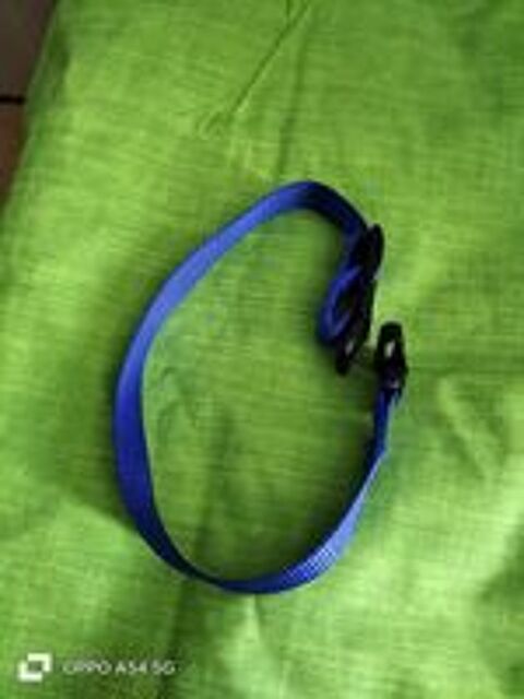   Collier chien 