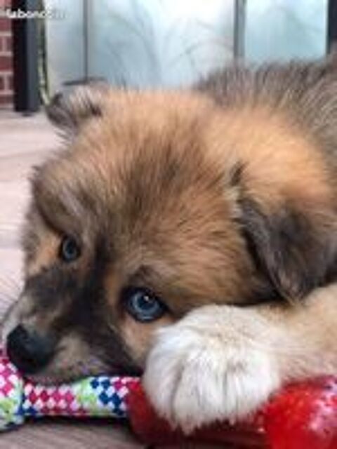   Propose saillie avec chien Pomsky mle (pour reproduction) 