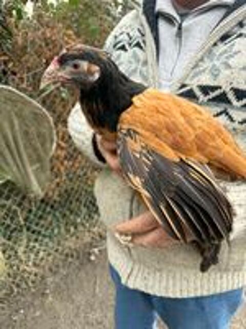   Poules+vorwerk 