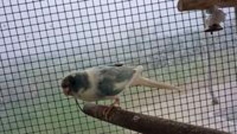   Kakariki perruche, petit perroquet  