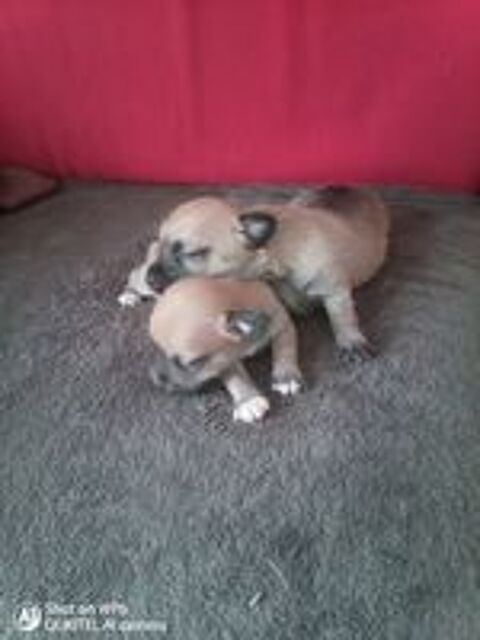   Chiots chihuahua croisé Jack teckel  