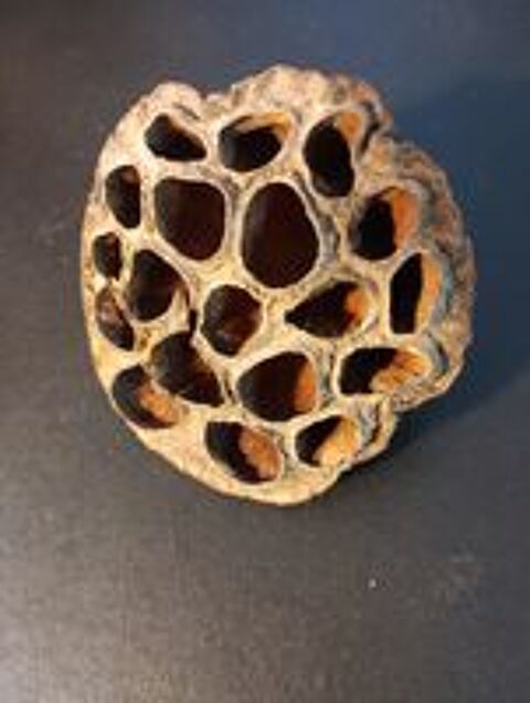   Cosse de Lotus et amphore pour aquarium / Crevettes 