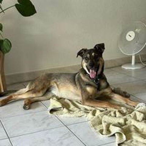   URGENCE ADOPTION - FLORA 