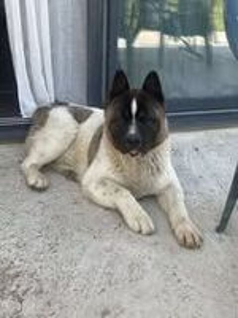   Chien BUCK  l adoption 