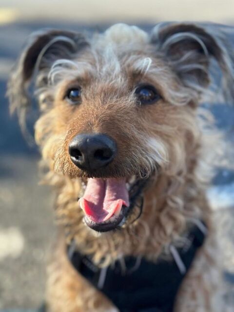 Pollux est &agrave; l'adoption! 0 34000 Montpellier