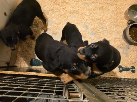 Rottweiler 750 77750 Saint-cyr-sur-morin