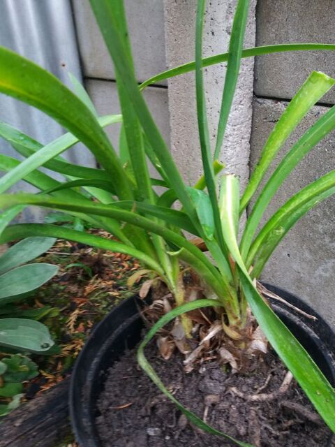 Lot de 3 agapanthes bleues 9 Prfailles (44)