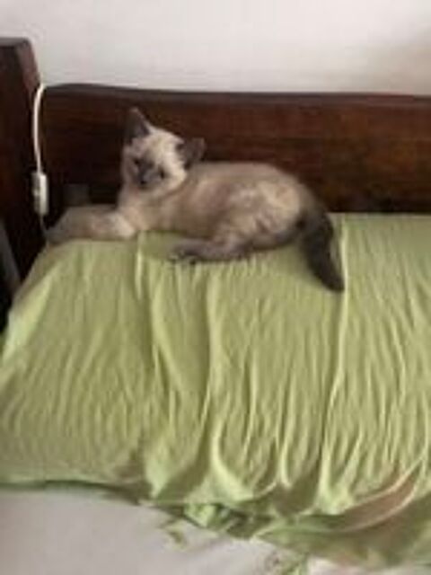   chaton femelle  