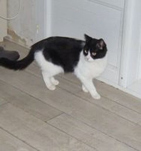   Sucrette belle chatte adorable de 15 mois 