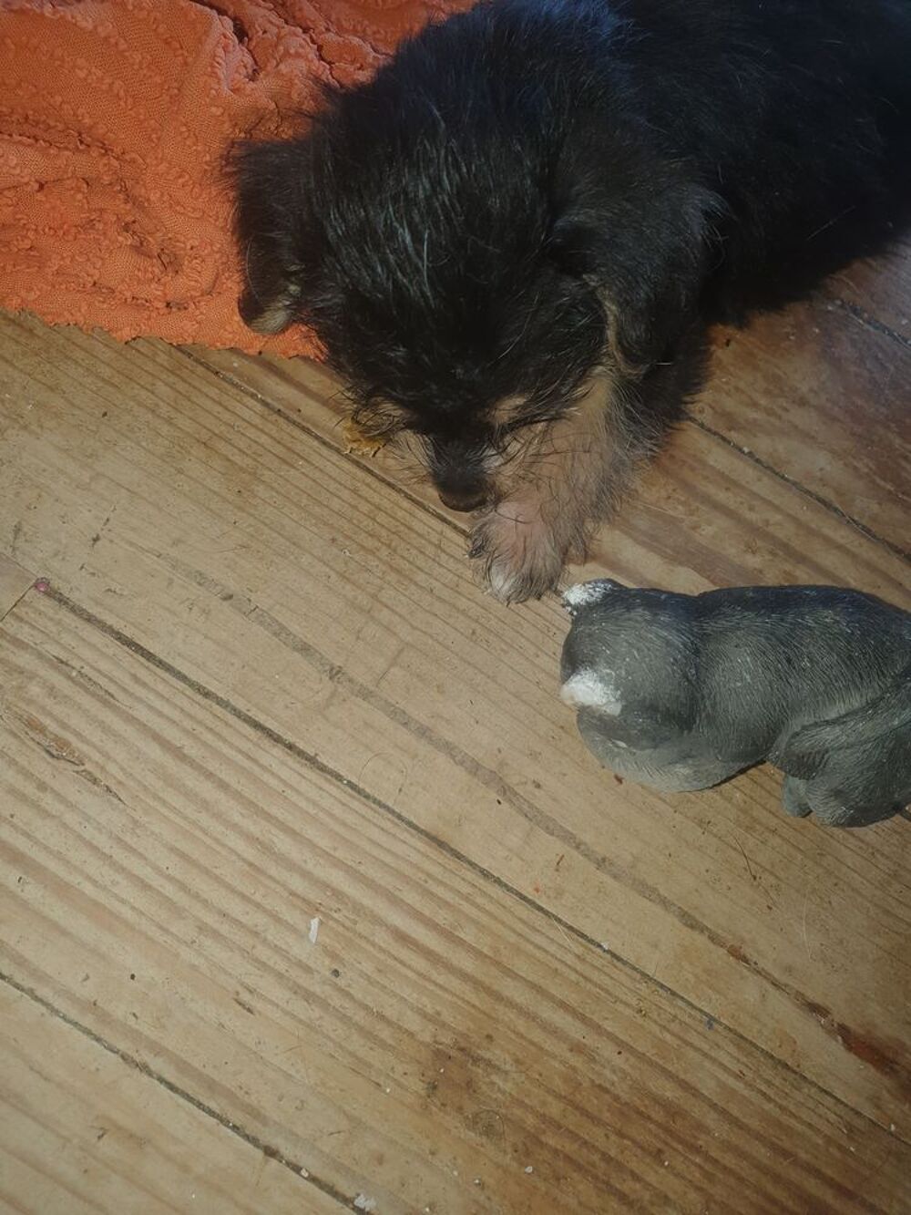   Chiots de type caniche york 