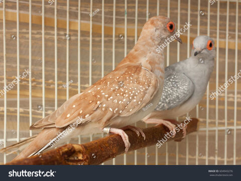 Colombe diamant brune 30 33240 Saint-andr�-de-cubzac