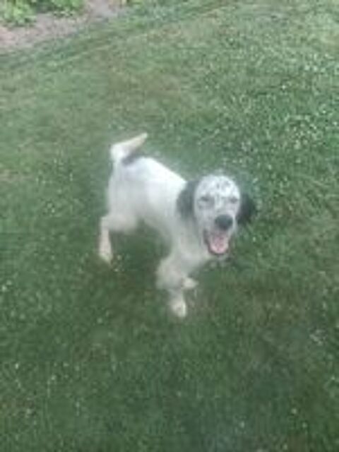   setter anglais a donner 