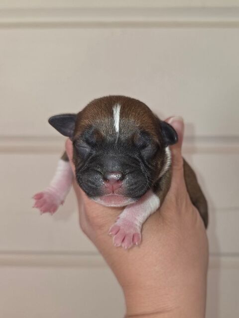 Staffordshire Bull Terrier LOF,  Staffie,  Staffy 1400 62650 Bourthes
