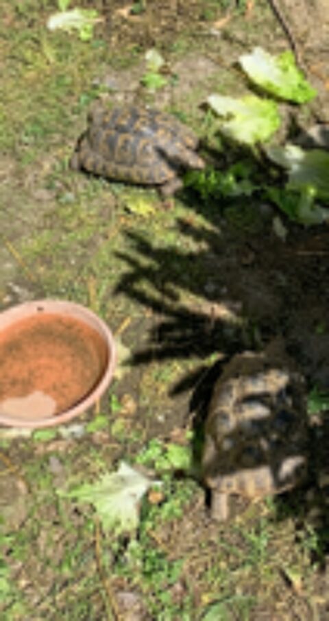   Tortue graeca 8 ans 