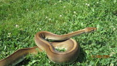   serpent python  