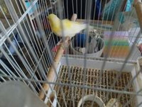   Canaris  