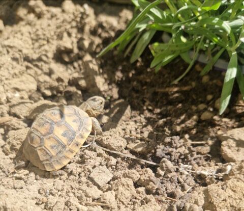 Tortue de terre 130 21000 Dijon