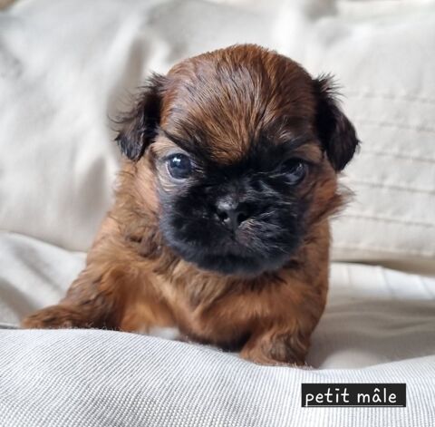 A r&eacute;server magnifiques chiots shih tzu lof 1300 17000 La rochelle