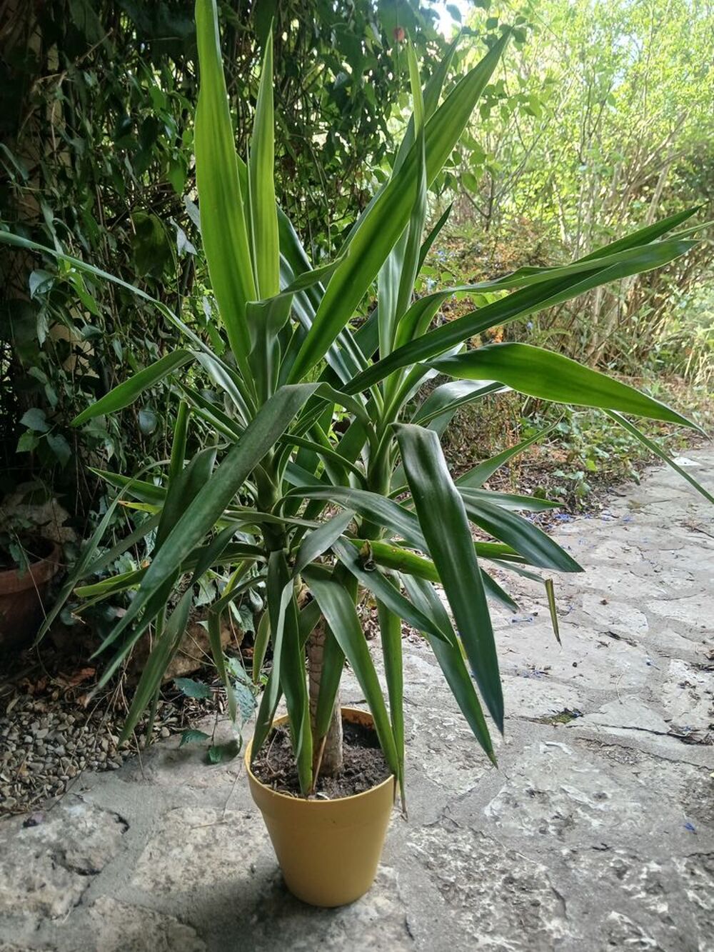 Plusieurs plantes vertes d int&eacute;rieur grande et plus petites Jardin
