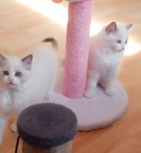   Ragdoll mâles  