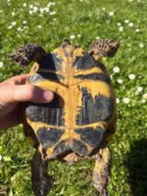   tortue des steppes horsfield adulte  