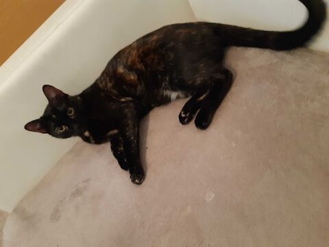 baby-sitter+animaux 0 66000 Perpignan