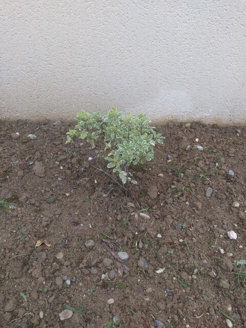 plante 10 La Tour-du-Crieu (09)