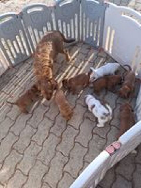   Basset fauve de bretagne 