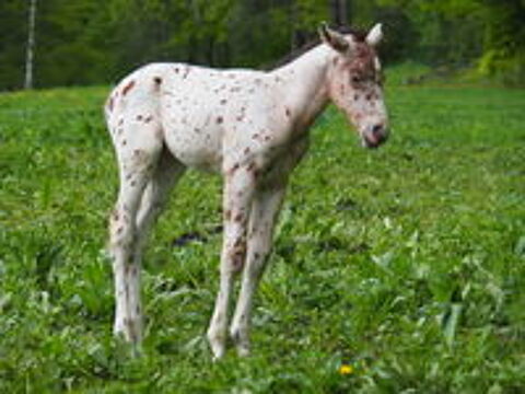   grand choix de poulains et chevaux appaloosa oc et pp 