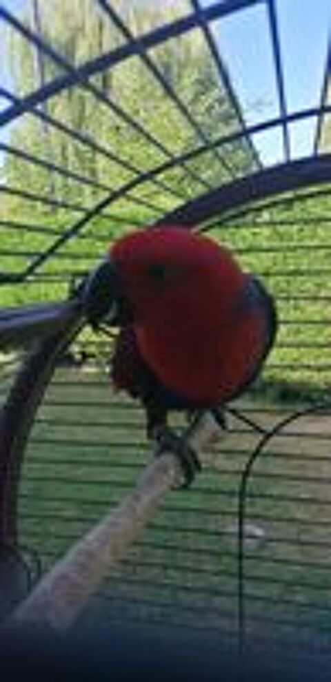   Perroquet ECLECTUS femelle  