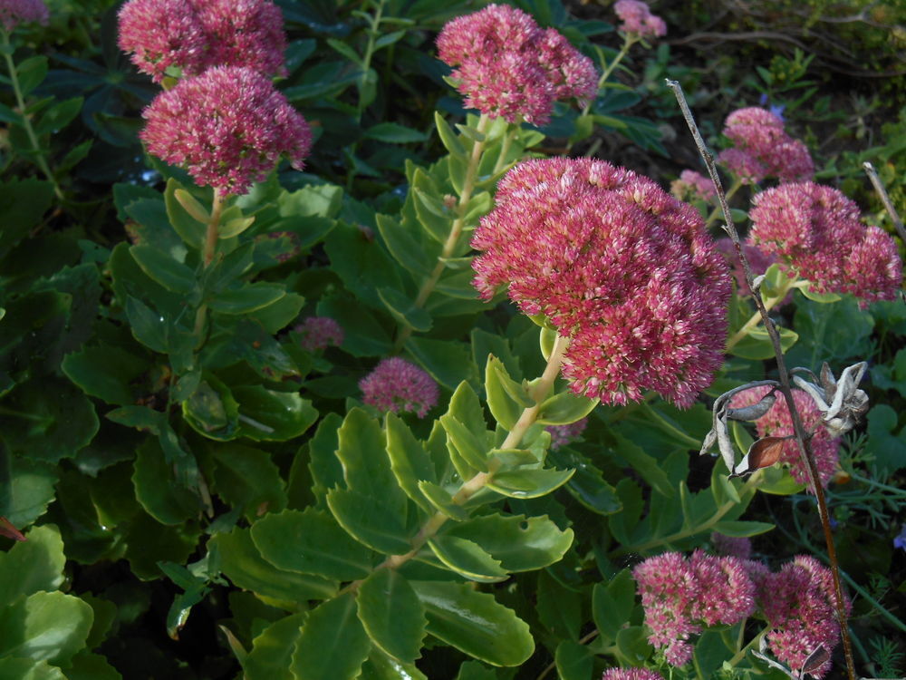 Sedum spectabile par 10 pieds Jardin