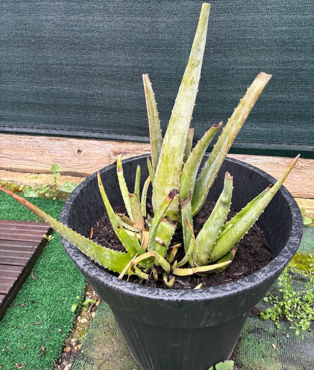 Aloe vera Jardin
