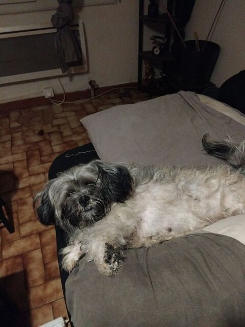 Saillie lhassa Apso gratuit 0 11100 Narbonne
