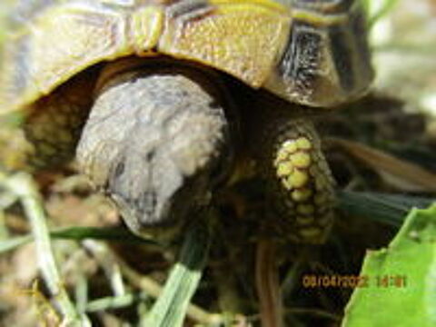   b�b� tortue terrestre n� en 2025 